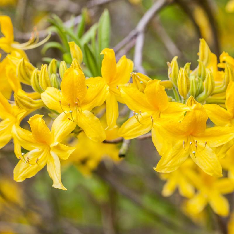 Duftazalee &#039;Goldtopas&#039;, 5 Liter, 40 - 50 cm Liefergröße: 40 - 50 cm von Garten Schlüter