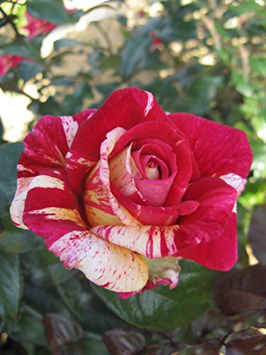 Duftende Malerrose Edelrose Broceliande in Pink & Orange-Gelb - Duftrose winterhart - Rose stark duftend - Zweifarbige Pflanze im 5 Liter Container von Garten Schlüter - Pflanzen in Top Qualität von Garten Schlüter