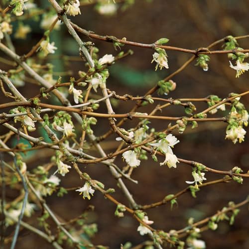 Duftende Winter-Heckenkirsche - Lonicera purpusii, intensiv duftend, insektenfreundlich, im 3 Liter Topf von Garten Schlüter