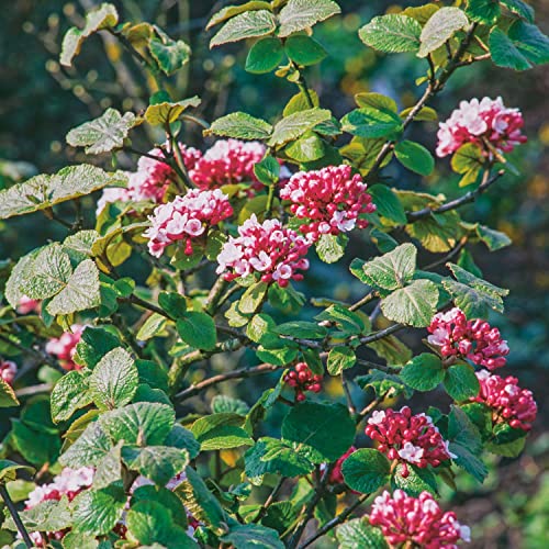 Duftschneeball 'Aurora' von Garten Schlüter