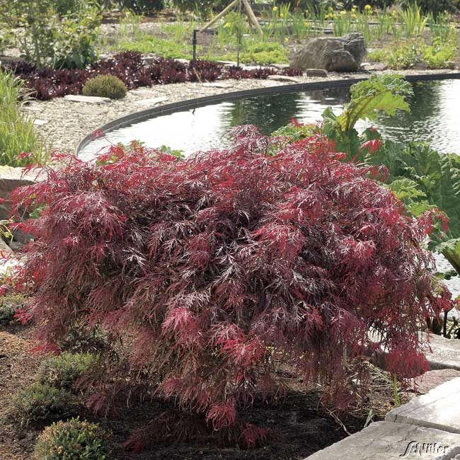 Dunkelroter Schlitz-Ahorn 'Dissectum Garnet' Container, 40-50 cm Liefergröße: 40 - 50 cm Dunkelroter Schlitz-Ahorn 'Dissectum Garnet' Container, 40-50 cm Liefergröße: 40 - 50 cm von Garten Schlüter