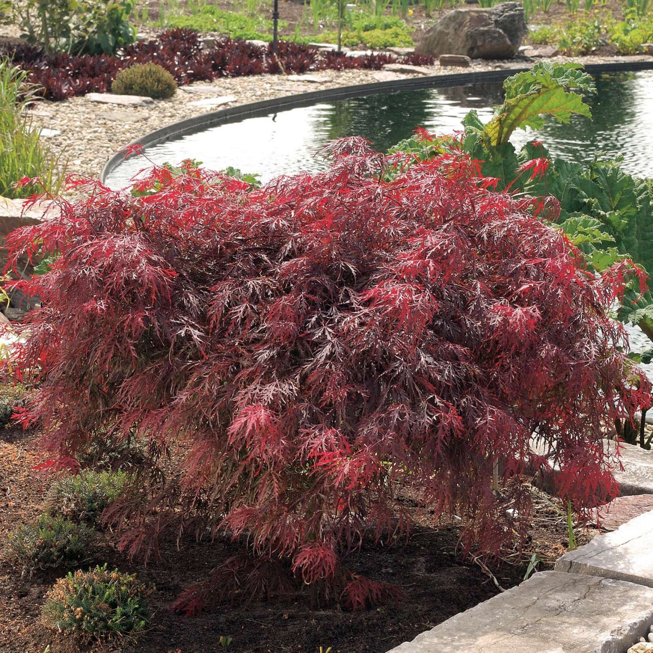 Dunkelroter Schlitz-Ahorn 'Dissectum Garnet' von Garten Schlüter