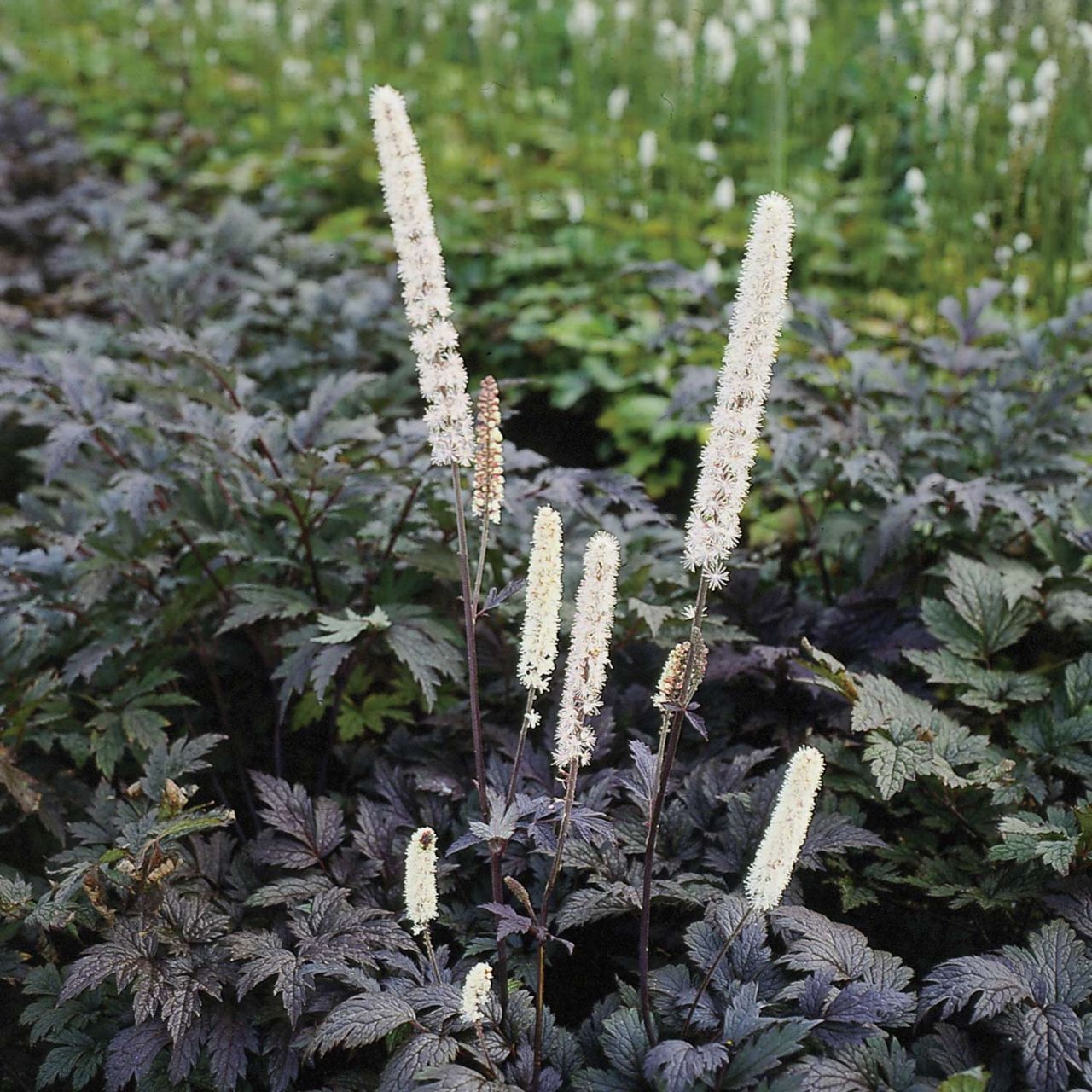 Dunkle Oktober-Silberkerze 'Brunette' von Garten Schlüter