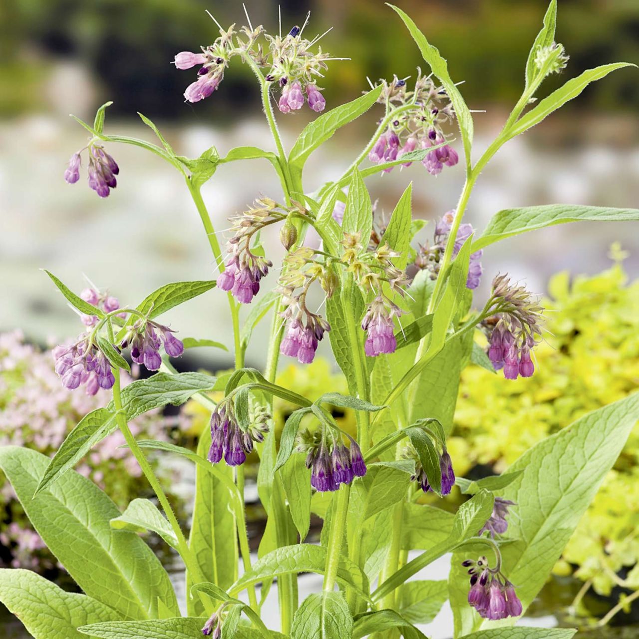 Echter Beinwell  - Wilder Comfrey von Garten Schlüter