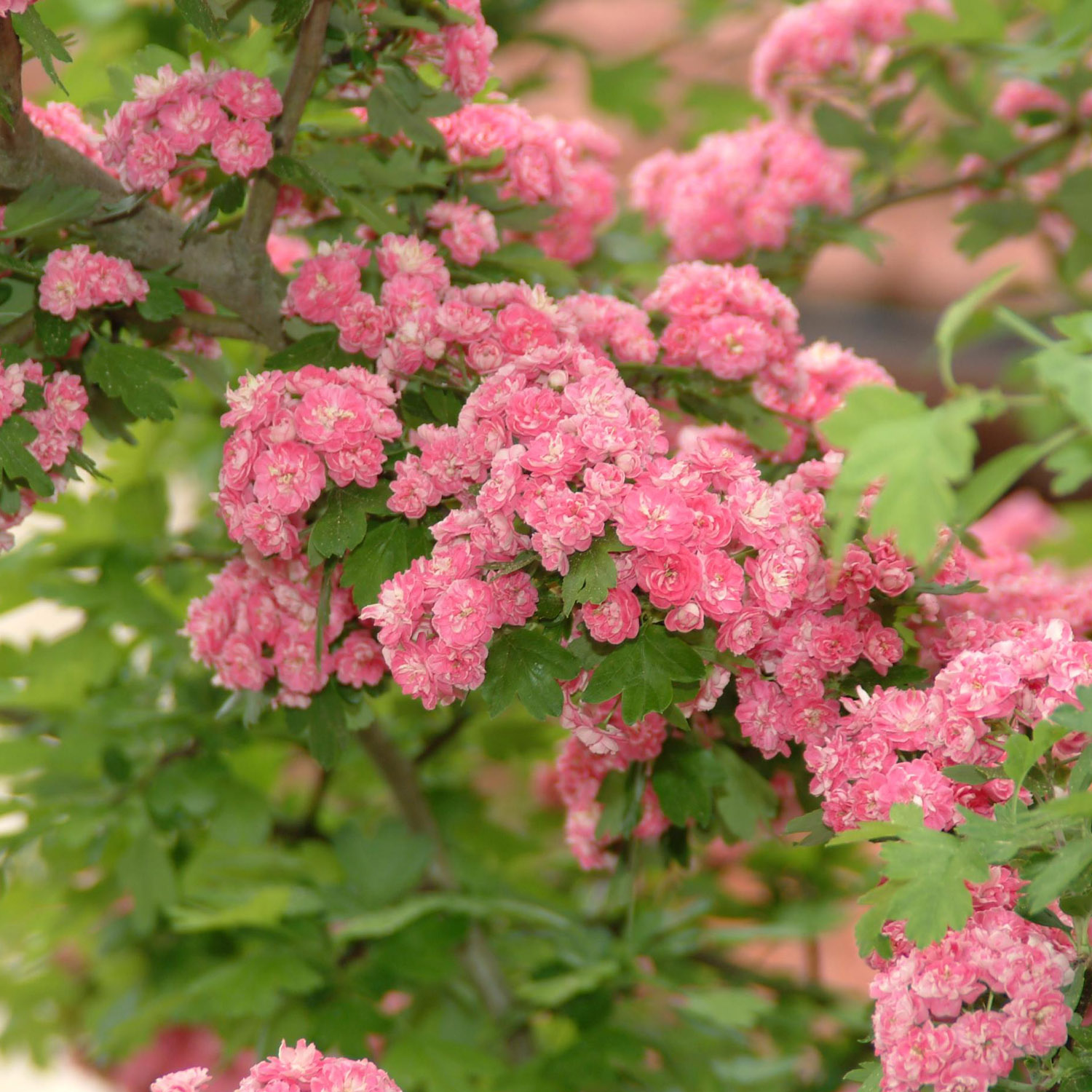Echter Rotdorn &#039;Paul´s Scarlet&#039; 3 Liter, 40 - 60 cm Liefergröße: 40 - 60 cm von Garten Schlüter
