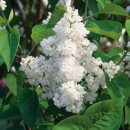 Edelflieder 'Mme Lemoine' - Ein Klassiker von Garten Schlüter