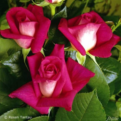 Edelrose Acapella in Rot & Weiß - Duftrose winterhart - Rose stark duftend - Zweifarbige Pflanze im 5 Liter Container von Garten Schlüter - Pflanzen in Top Qualität von Garten Schlüter
