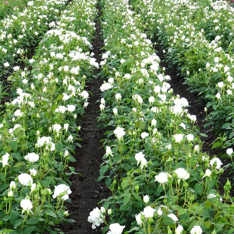 Edelrose &#039;Annapurna®&#039; 5 Liter Topf Lieferform: Im 5 Liter Topf von Garten Schlüter