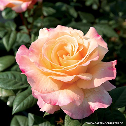 Edelrose Aquarell in gelb mit rätlichem Rand - Duftrose winterhart - Rosen-Blüte in gelb mit rätlichem Rand - Rose sehr stark duftend im 5 Liter Container von Garten Schlüter - Pflanzen in Top Qualitä von Garten Schlüter