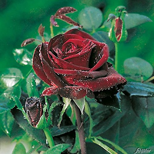 Edelrose Barkarole in Dunkel-Rot - Duftrose winterhart - Rosen-Blüte in Samt-Rot -Rose stark duftend im 5 Liter Container von Garten Schlüter - Pflanzen in Top Qualität von Garten Schlüter