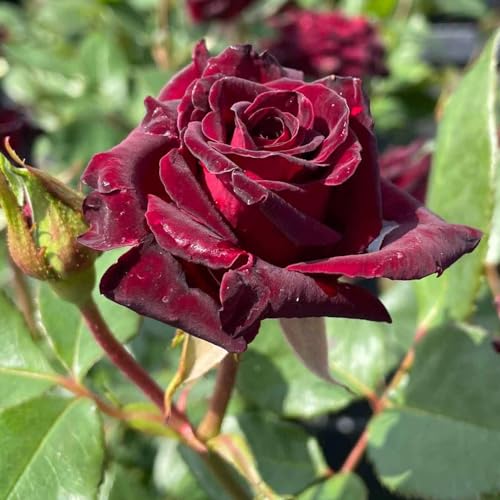 Edelrose Black Baccara in Schwarz-Rot - Duftrose winterhart - Rose mittel-stark duftend im 5 Liter Container von Garten Schlüter - Pflanzen in Top Qualität von Garten Schlüter