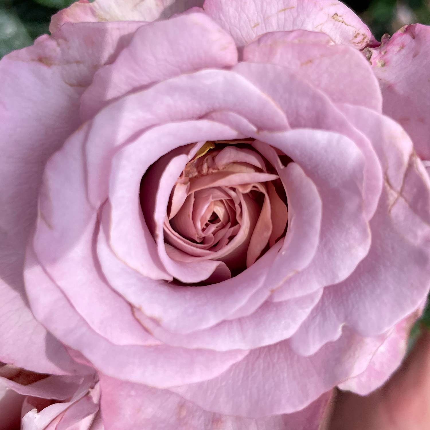 Edelrose &#039;Blue Girl&#039; Wurzelnackte Pflanze Lieferform: wurzelnackte Pflanze in A-Qualität, mindestens 3 Triebe von Garten Schlüter