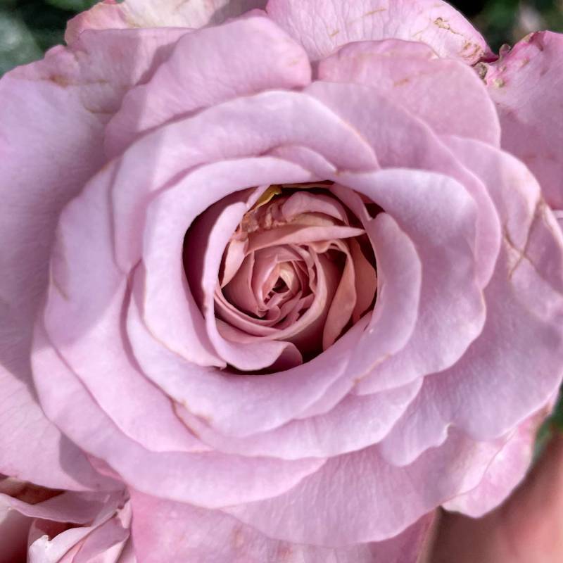 Edelrose &#039;Blue Girl&#039; Wurzelnackte Pflanze Lieferform: wurzelnackte Pflanze in A-Qualität, mindestens 3 Triebe von Garten Schlüter