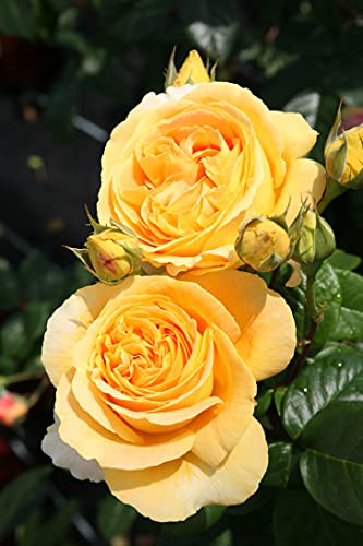 Edelrose Candlelight in goldgelb - Duftrose winterhart - Rosen-Blüte in goldgelb - Rose stark duftend im 5 Liter Container von Garten Schlüter - Pflanzen in Top Qualität von Garten Schlüter