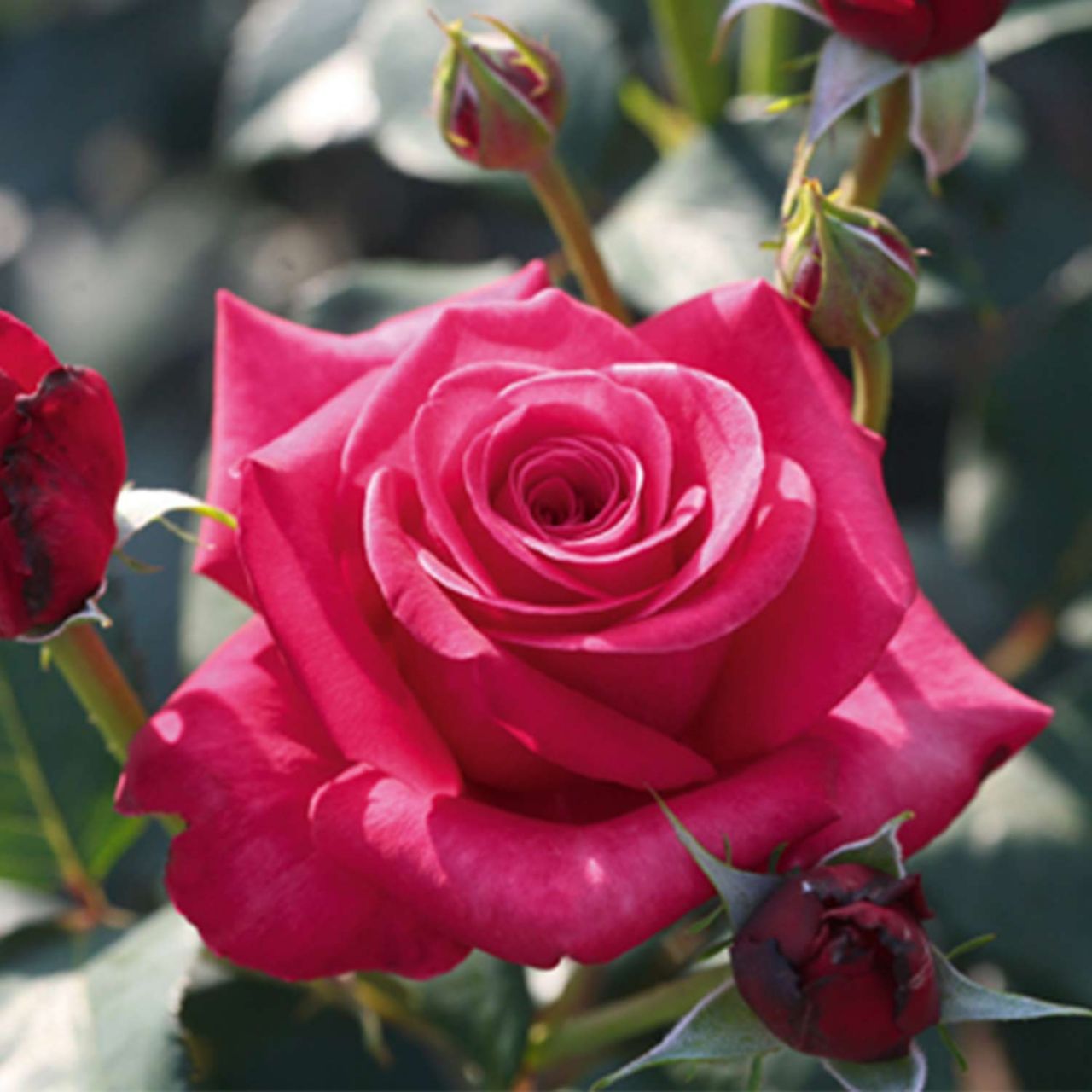 Edelrose 'Charisma' - ADR-Rose von Garten Schlüter