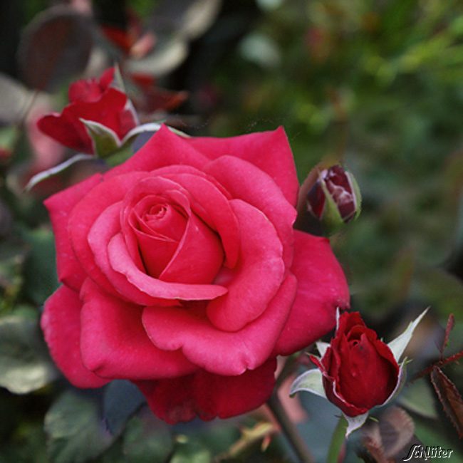 Edelrose &#039;Charisma&#039; - ADR-Rose C6 Liefergröße: min. 3 starke Triebe von Garten Schlüter