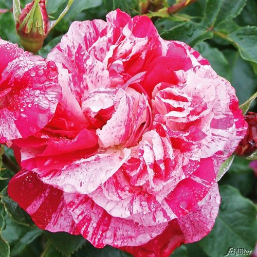 Edelrose Colibri Farbfestival in pink und weiß gestreift - Duftrose winterhart - Rosen-Blüte in pink und weiß gestreift - Rose stark duftend im 5 Liter Container von Garten Schlüter - Pflanzen in Top von Garten Schlüter