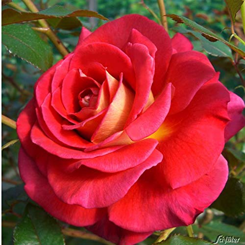 Edelrose Copacabana in rot mit cremegelb - Duftrose winterhart - Rosen-Blüte in rot mit cremegelb - Rose mittelstark duftend im 5 Liter Container von Garten Schlüter - Pflanzen in Top Qualität Edelrose Copacabana in rot mit cremegelb - Duftrose winterhart - Rosen-Blüte in rot mit cremegelb - Rose mittelstark duftend im 5 Liter Container von Garten Schlüter - Pflanzen in Top Qualität von Garten Schlüter