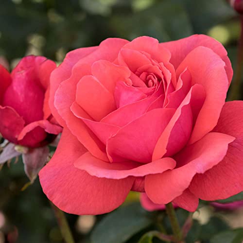 Edelrose Duftwolke in Korallenrot - Duftrose winterhart - Rose stark duftend - Prämierte Pflanze im 5 Liter Container von Garten Schlüter - Pflanzen in Top Qualität Edelrose Duftwolke in Korallenrot - Duftrose winterhart - Rose stark duftend - Prämierte Pflanze im 5 Liter Container von Garten Schlüter - Pflanzen in Top Qualität von Garten Schlüter