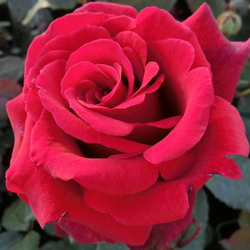 Edelrose &#039;Duftzauber &#039;84®&#039; 6 Liter Container Lieferform: Im 6 Liter Topf von Garten Schlüter