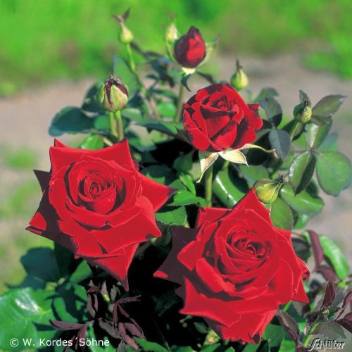 Edelrose Duftzauber 84 in dunkelrot - Duftrose winterhart - Rosen-Blüte in dunkelrot - Rose mittelstark duftend im 5 Liter Container von Garten Schlüter - Pflanzen in Top Qualität von Garten Schlüter
