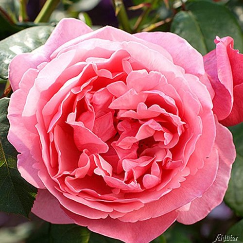 Edelrose Elbflorenz in fuchsienrosa - Duftrose winterhart - Rosen-Blüte in fuchsienrosa - Rose sehr stark duftend im 5 Liter Container von Garten Schlüter - Pflanzen in Top Qualität von Garten Schlüter