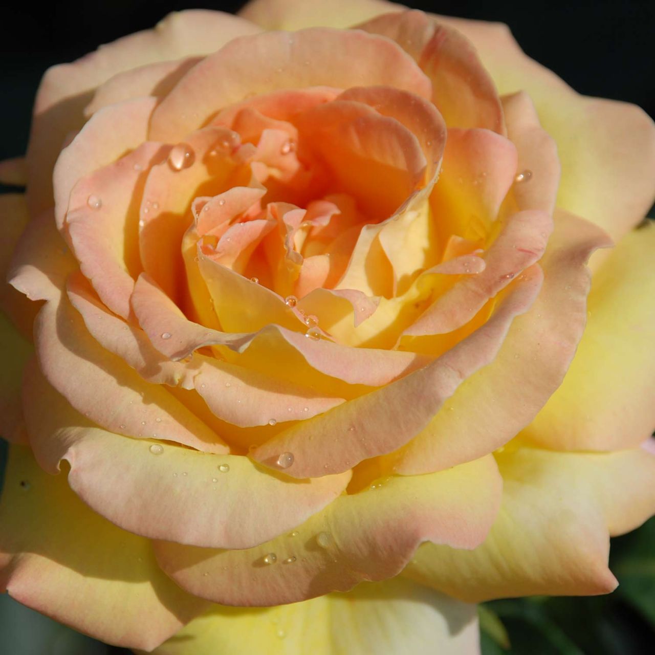 Edelrose 'Gloria Dei®' / 'Peace' von Garten Schlüter