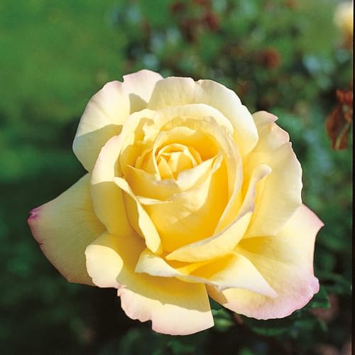 Edelrose Gloria Dei in lichtgelb mit rosa Rand - Duftrose winterhart - Rosen-Blüte in lichtgelb mit rosa Rand - Rose stark duftend im 5 Liter Container von Garten Schlüter - Pflanzen in Top Qualität von Garten Schlüter
