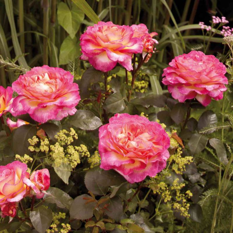 Edelrose &#039;Gorgeous®&#039; 5 Liter Topf Lieferform: Im 5 Liter Topf von Garten Schlüter