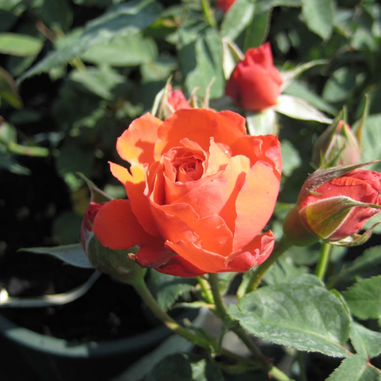 Edelrose 'Grande Amore®' - ADR-Rose von Garten Schlüter