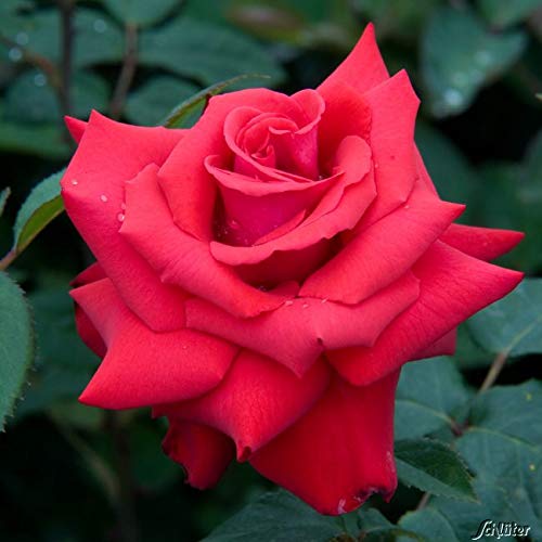 Edelrose Grande Amore in leuchtendrot - Duftrose winterhart - Rosen-Blüte in leuchtendrot - Rose leicht duftend im 5 Liter Container von Garten Schlüter - Pflanzen in Top Qualität Edelrose Grande Amore in leuchtendrot - Duftrose winterhart - Rosen-Blüte in leuchtendrot - Rose leicht duftend im 5 Liter Container von Garten Schlüter - Pflanzen in Top Qualität von Garten Schlüter