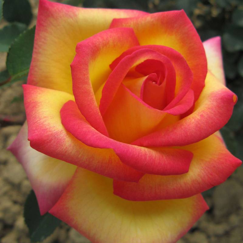 Edelrose &#039;Jean Piat®&#039; Lieferform: Im 5 Liter Topf von Garten Schlüter