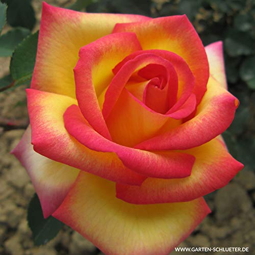 Edelrose Jean Piat in mehrfarbig - Duftrose winterhart - Rosen-Blüte in mehrfarbig - Rose leicht duftend im 5 Liter Container von Garten Schlüter - Pflanzen in Top Qualität von Garten Schlüter