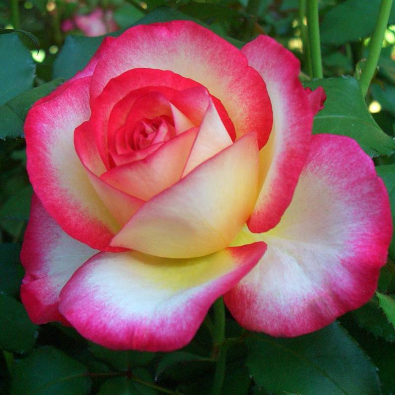 Edelrose &#039;Leo Ferre&#039;, wurzelnackte Pflanze, A-Qualität, 3 starke Triebe Liefergröße: min. 3 starke Triebe von Garten Schlüter