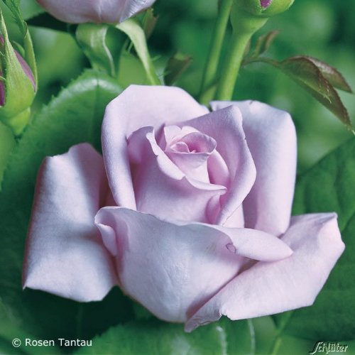 Edelrose Mainzer Fastnacht in silbrig-fliederfarben - Duftrose winterhart - Rosen-Blüte in silbrig-fliederfarben - Rose stark duftend im 5 Liter Container von Garten Schlüter - Pflanzen in Top Qualitä von Garten Schlüter