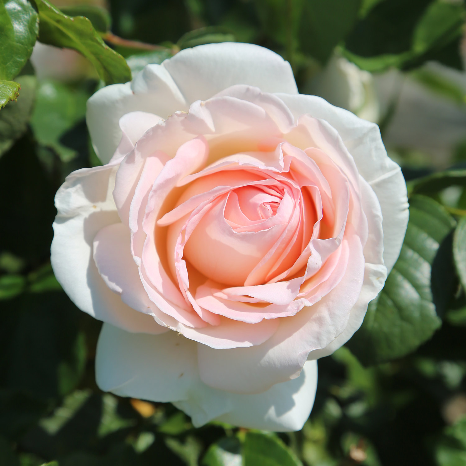 Edelrose &#039;Meilland® Schloss Ippenburg&#039;, wurzelnackte Pflanze, A-Qualität, 3 starke Triebe Liefergröße: mind. 3 starke Triebe von Garten Schlüter