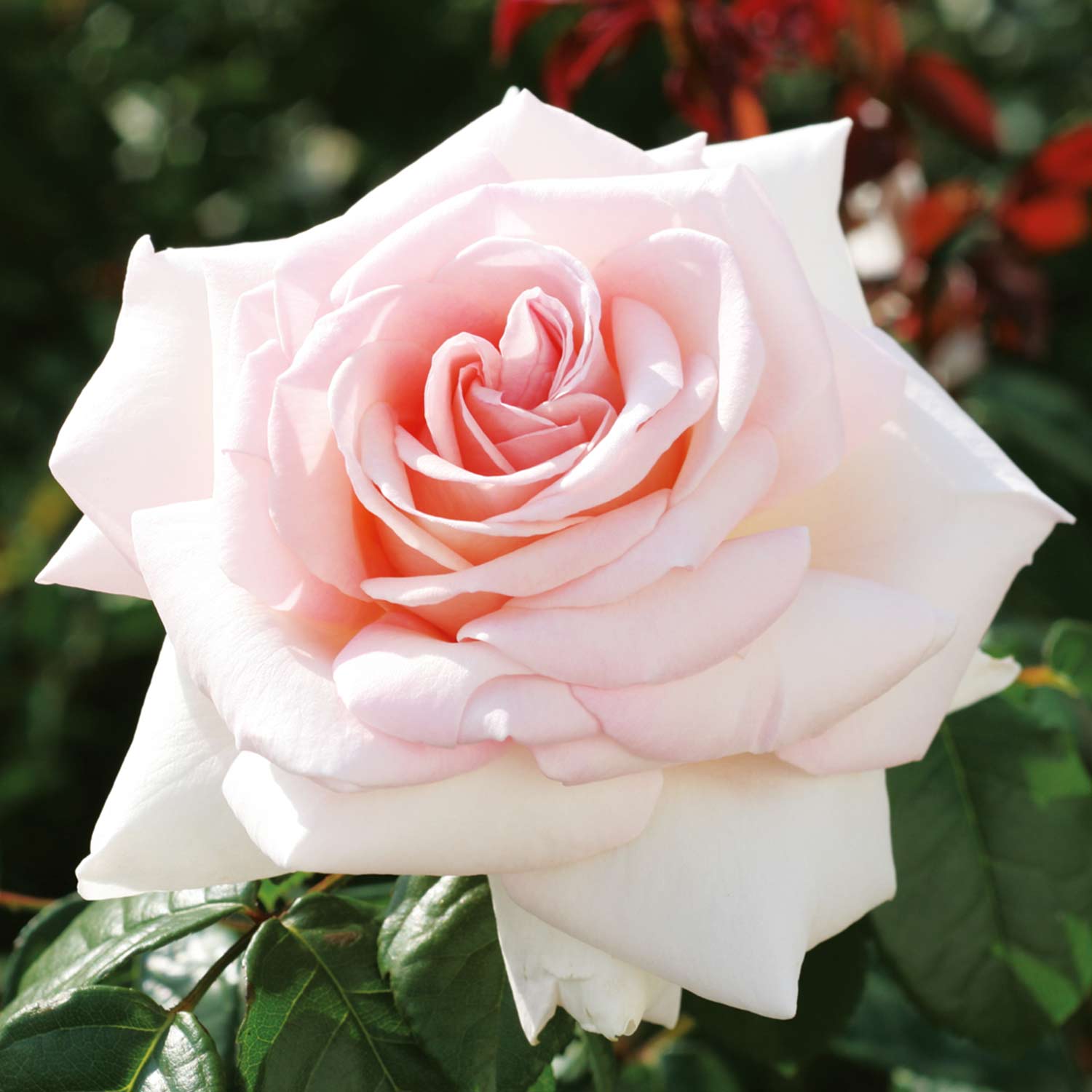 Edelrose &#039;Meilland® Schloss Ippenburg&#039;, 5 Liter, A-Qualität, 3 starke Triebe Liefergröße: drei starke Triebe von Garten Schlüter