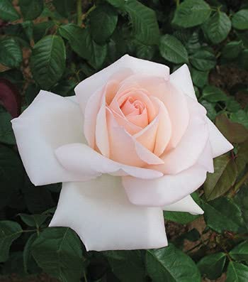 Edelrose Meilland Schloss Ippenburg in weiß-apricot-rose - Duftrose winterhart - Rosen-Blüte in weiß-apricot-rose - Rose stark duftend im 5 Liter Container von Garten Schlüter - Pflanzen in Top Qualit von Garten Schlüter