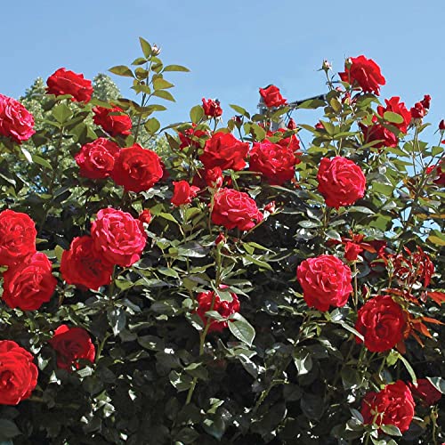 Edelrose 'NIRParfum Grande Classe' ® von Garten Schlüter