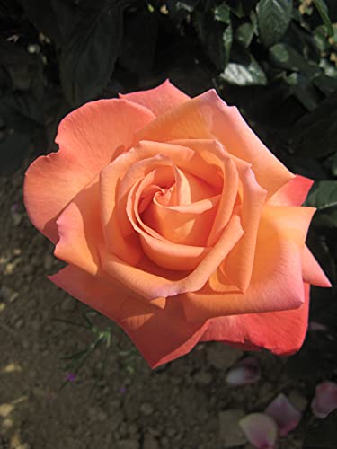 Edelrose 'NIRParfum Vedette' ® von Garten Schlüter