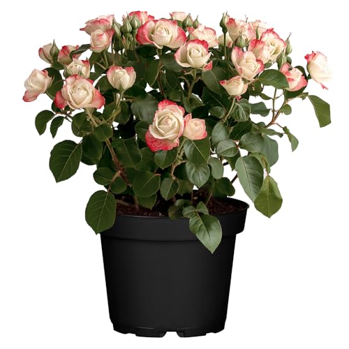 Edelrose Nostalgie® - Stark duftende Rose mit zweifarbiger Rosenblüte in rot & creme-weiß - Winterharte nostalgische Edelrose im 5 Liter Container von Garten Schlüter - Pflanzen in Top Qualität von Garten Schlüter