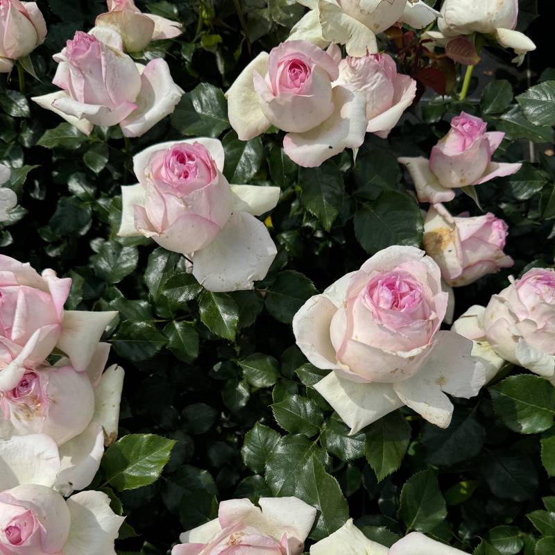 Edelrose &#039;Ragazza®&#039; 5 Liter Topf Lieferform: Im 5 Liter Topf von Garten Schlüter