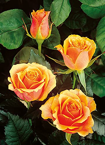 Edelrose Tea Time in Gelb & Orange - Rose leicht duftend - Mehrfarbige Duftrose im 5 Liter Container von Garten Schlüter - Pflanzen in Top Qualität Edelrose Tea Time in Gelb & Orange - Rose leicht duftend - Mehrfarbige Duftrose im 5 Liter Container von Garten Schlüter - Pflanzen in Top Qualität von Garten Schlüter