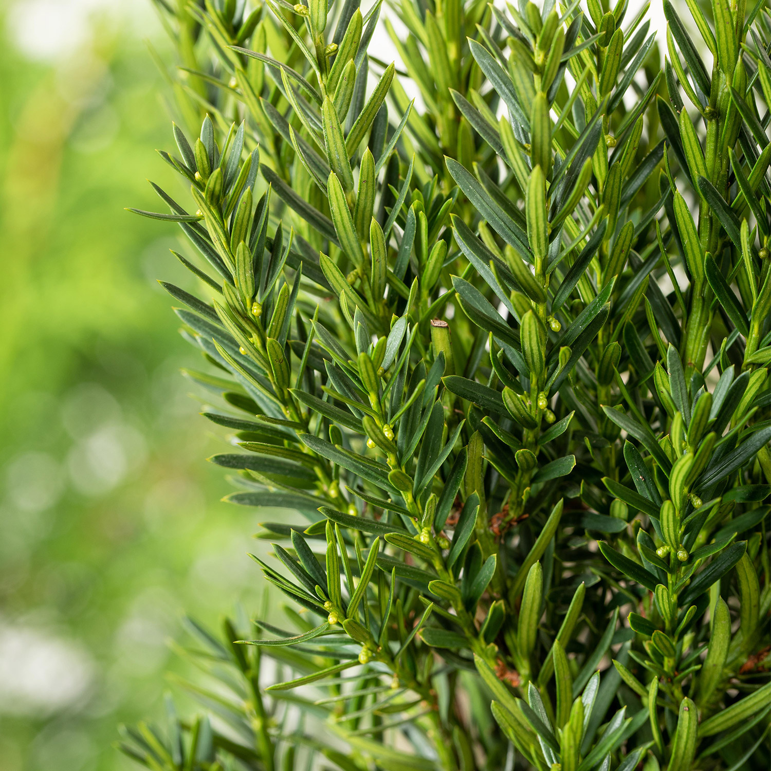 Eibe &#039;Groenland&#039; C3 40 - 50 cm Liefergröße: 40 - 50 cm von Garten Schlüter