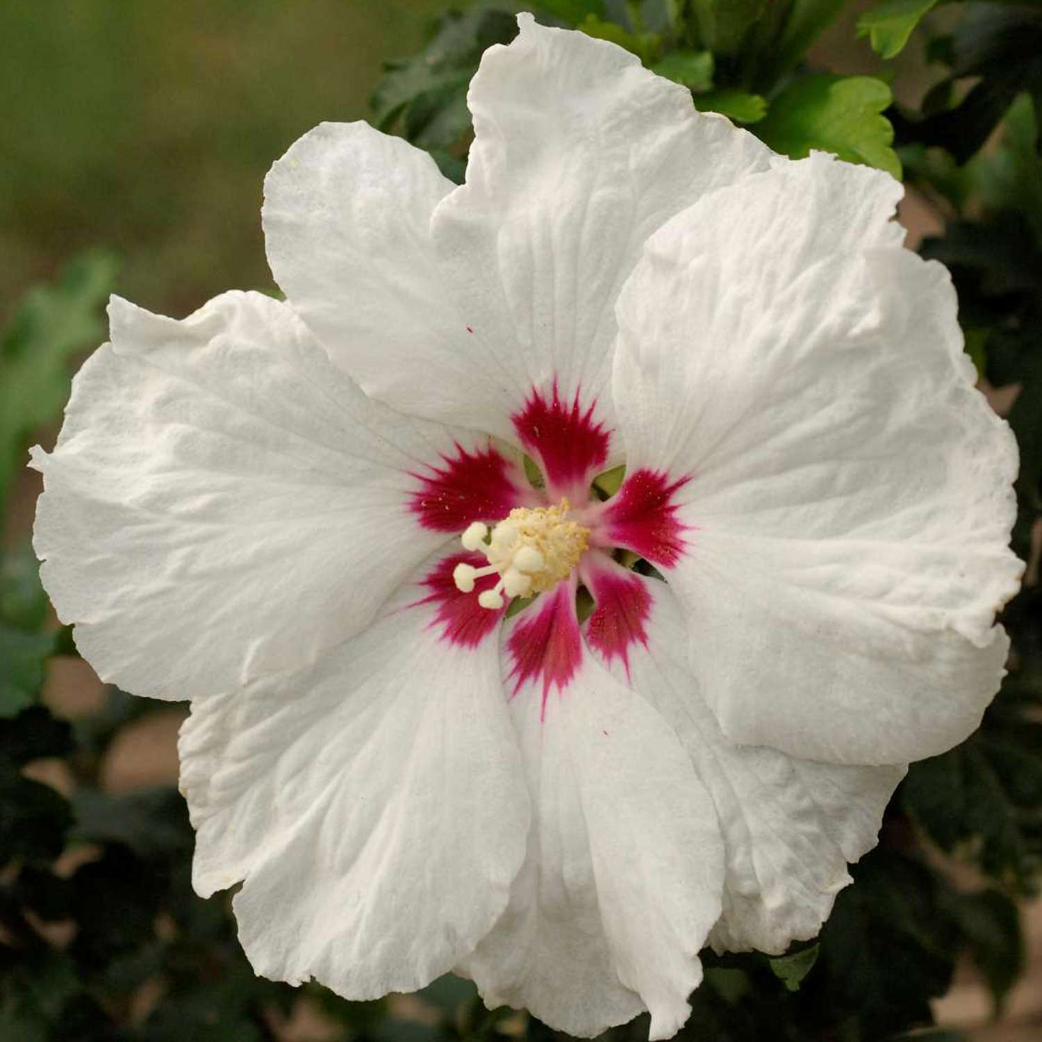 Eibisch &#039;Sup&#039;Heart®&#039; - &#039;Super Heart®&#039;, 3 - 5 Liter, 40 - 60 cm Liefergröße: 40 - 60 cm von Garten Schlüter