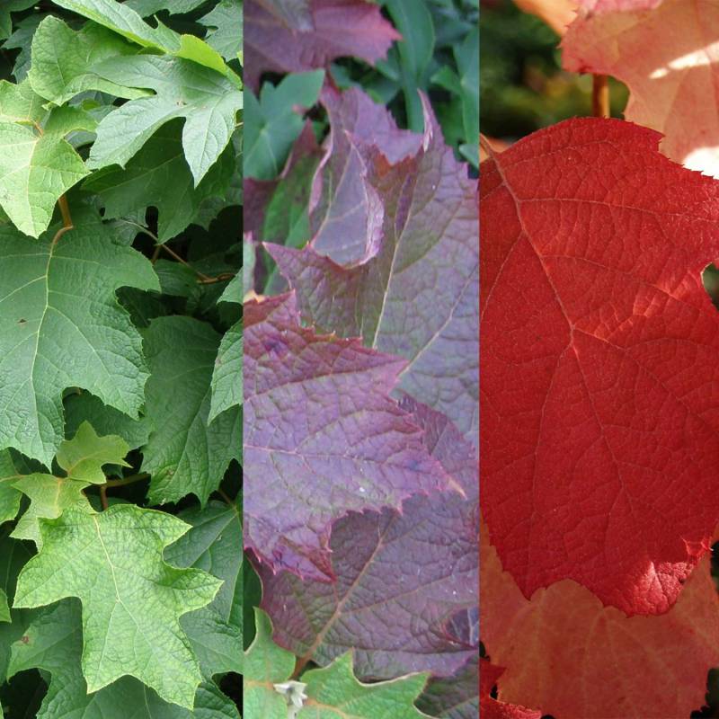 Eichenblatt-Hortensie C5 40 - 60 cm Liefergröße: 40 - 60 cm Eichenblatt-Hortensie C5 40 - 60 cm Liefergröße: 40 - 60 cm von Garten Schlüter