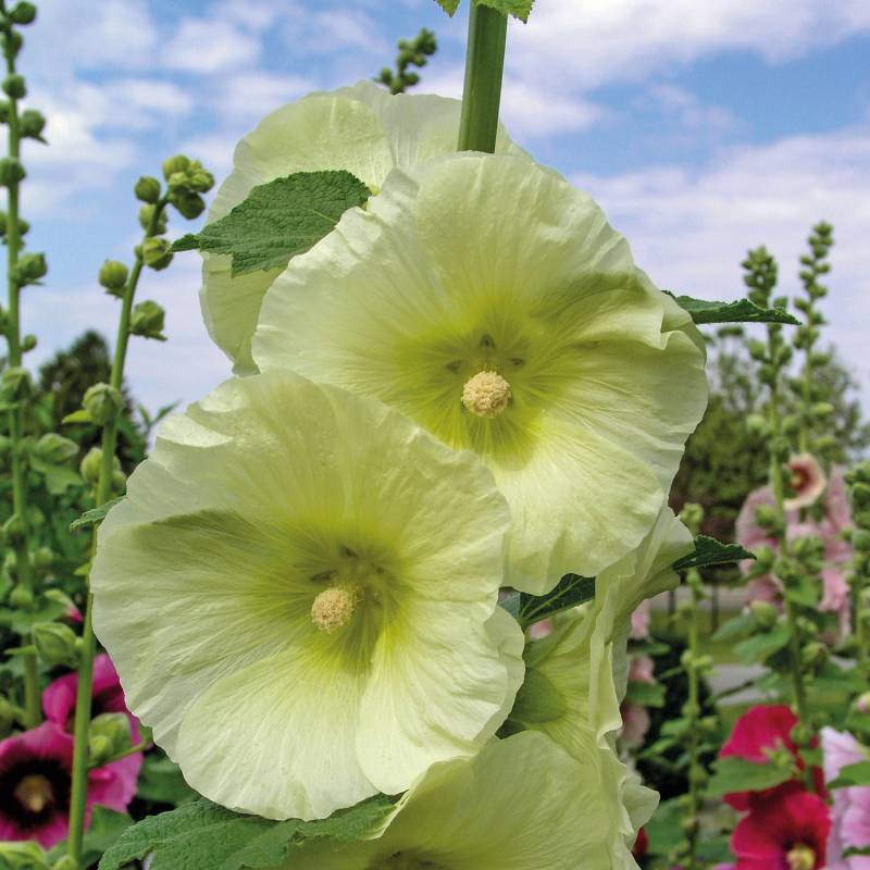 Einfachblühende Stockrose &#039;Spotlight Sunshine&#039; Lieferform: Im 9 cm Topf von Garten Schlüter