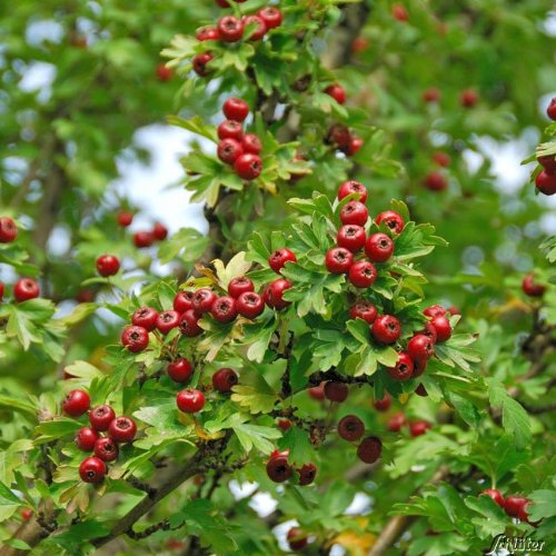 Eingriffeliger Weißdorn von Garten Schlüter