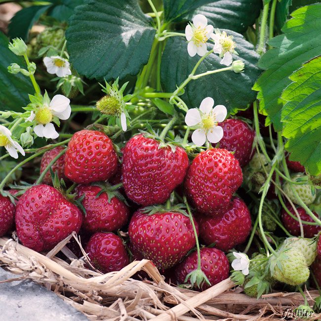 Erdbeere &#039;Senga Sengana®&#039; 7 cm Topf, 12 Stück Lieferform: 12 Pflanzen von Garten Schlüter