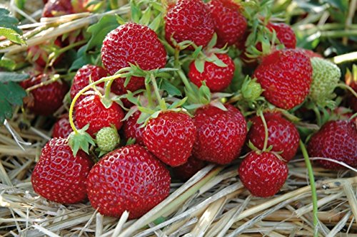 Erdbeere Sengana Selektion®' - Fragaria x ananassa - mittelfrüh, sehr ertragreich, dunkelrot, groß, fruchtig süße Früchte - verbesserte Senga Sengana von Garten Schlüter